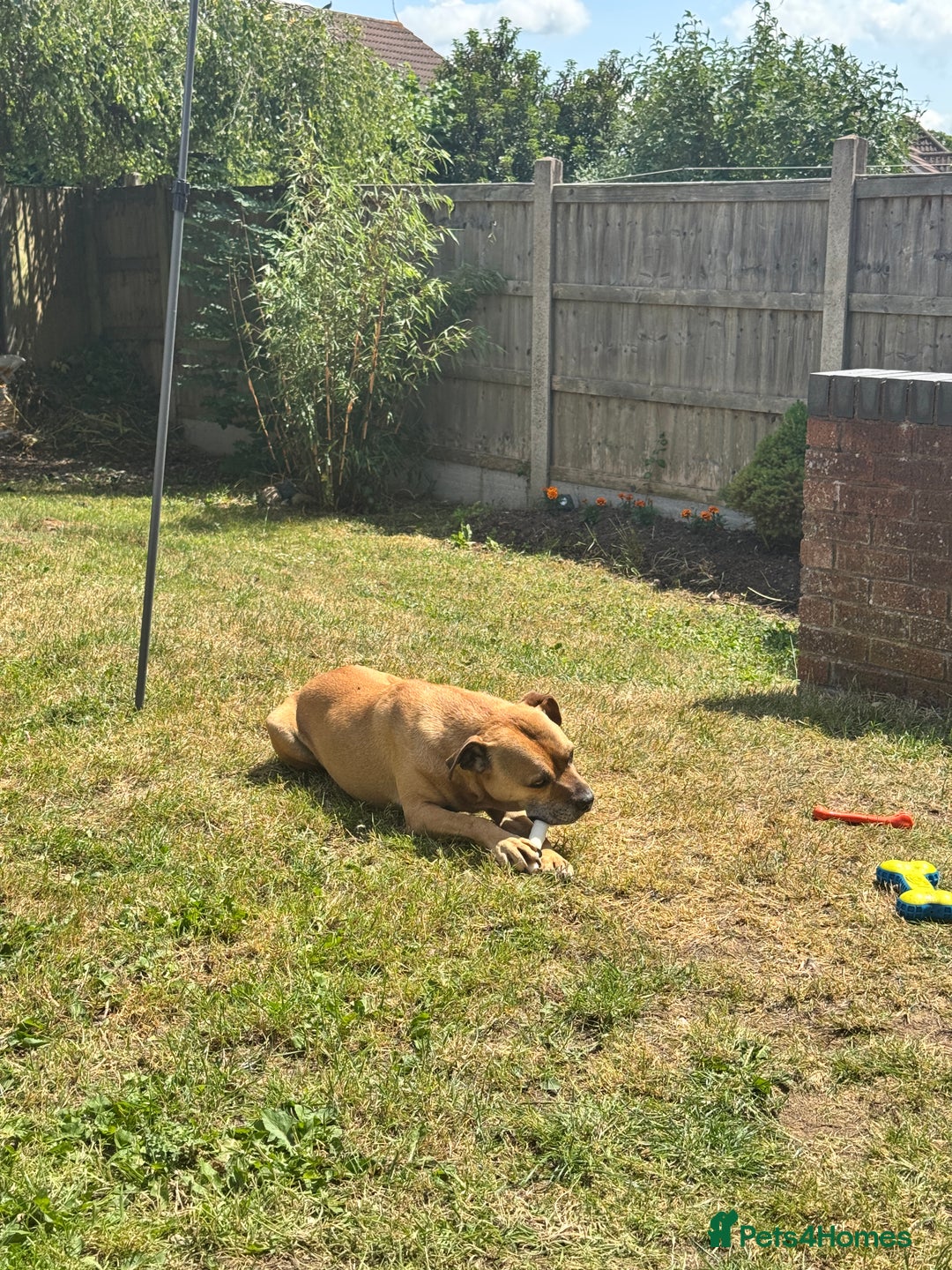 Staffordshire Bull Terrier dogs for sale: Beautiful 8 year old staffy for a good home - Image 3