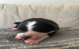 Mixed Breed dogs for sale: Welsh collies X Border collie - Image 7