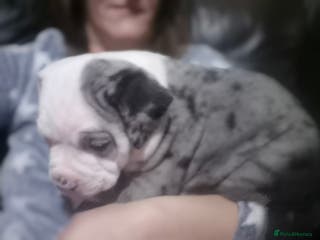 Mixed Breed dogs Blue merle boy amercian bully x - Advert 3