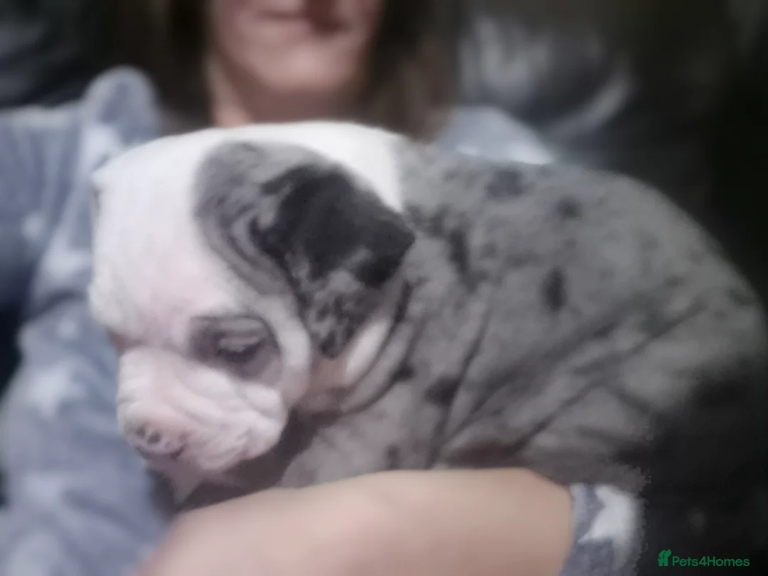 Mixed Breed dogs for sale: Blue merle boy amercian bully x - Advert 4