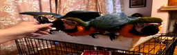 Macaws birds for sale: Baby Blue And Gold Macaws - Advert 17