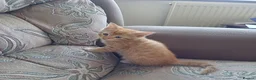 Mixed Breed cats for sale: Six boys and one girl😍😍😍 - Advert 27