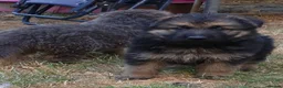 German Shepherd dogs for sale: German Shepherd puppies all colours ready end Aug - Advert 5