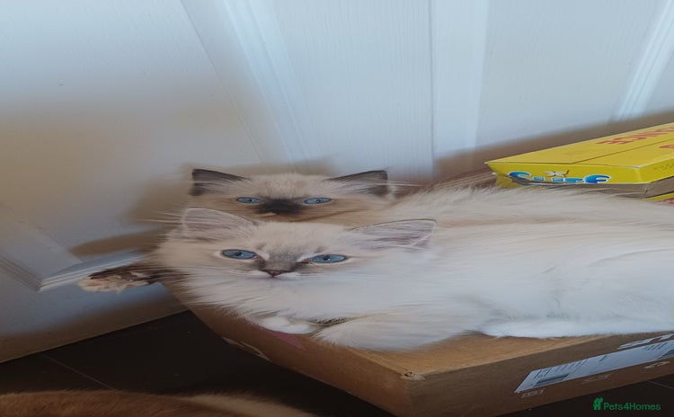 Ragdoll cats - Advert 12