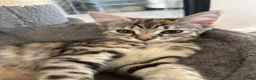 Bombay cats for sale: One short haired Tabby💜 Three Fluff males🩵 - Advert 20