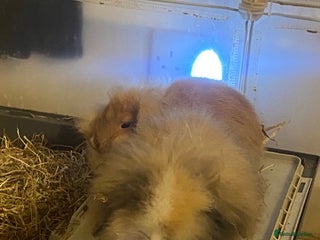 Lionhead rabbits ⭐️Beautiful lionhead bunnies⭐️ - Advert 1