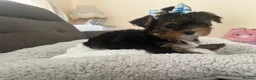 Yorkshire Terrier dogs for sale: Toy Yorkshire terrier puppies  - Advert 5