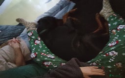 Dobermann dogs for sale: 4 year old Male Doberman looking for forever home - Image 29