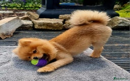 Pomeranian dogs for sale: Gorgeous Pom  - Image 1