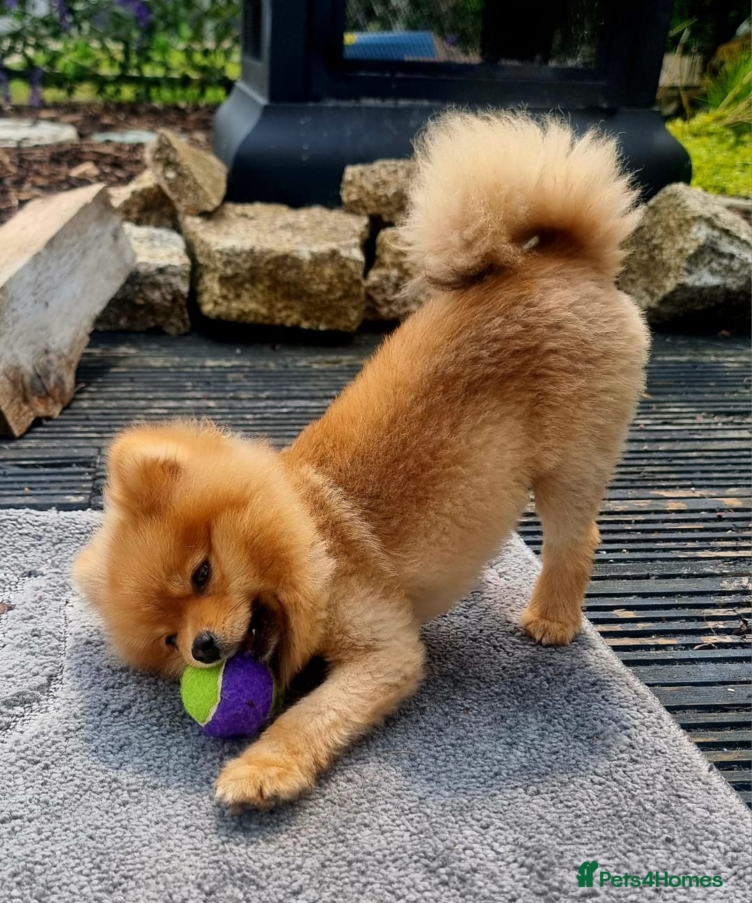 Pomeranian dogs for sale: Gorgeous Pom  - Image 1
