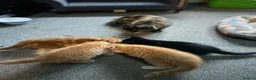 Mixed Breed cats for sale: Four beautiful boys - Advert 13