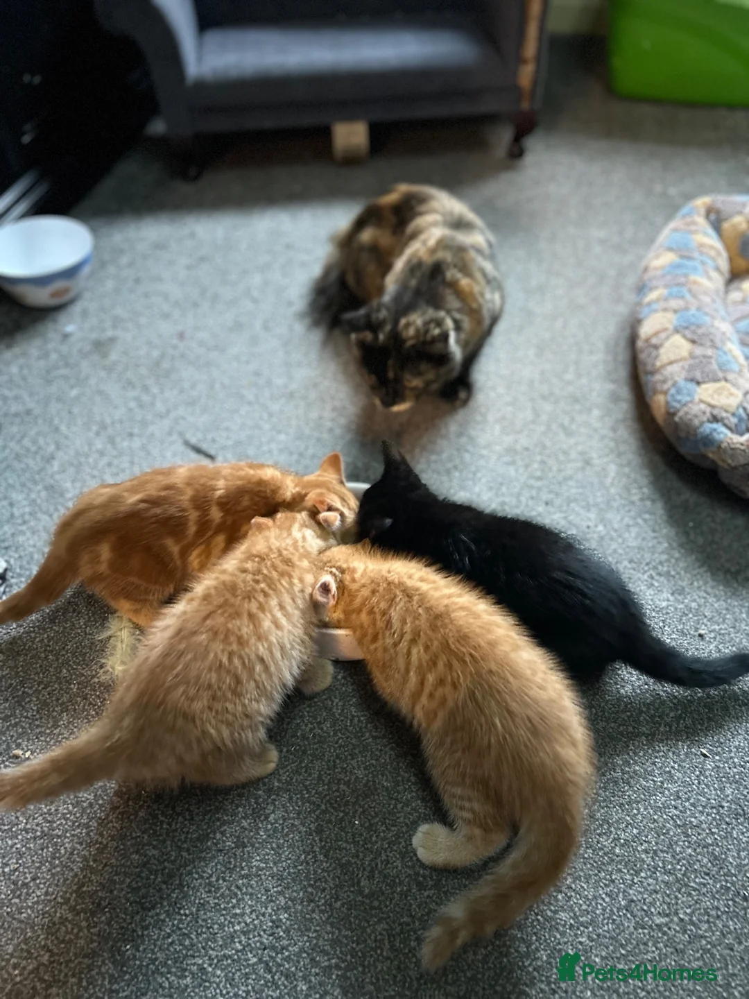 Mixed Breed cats for sale: Four beautiful boys - Advert 13