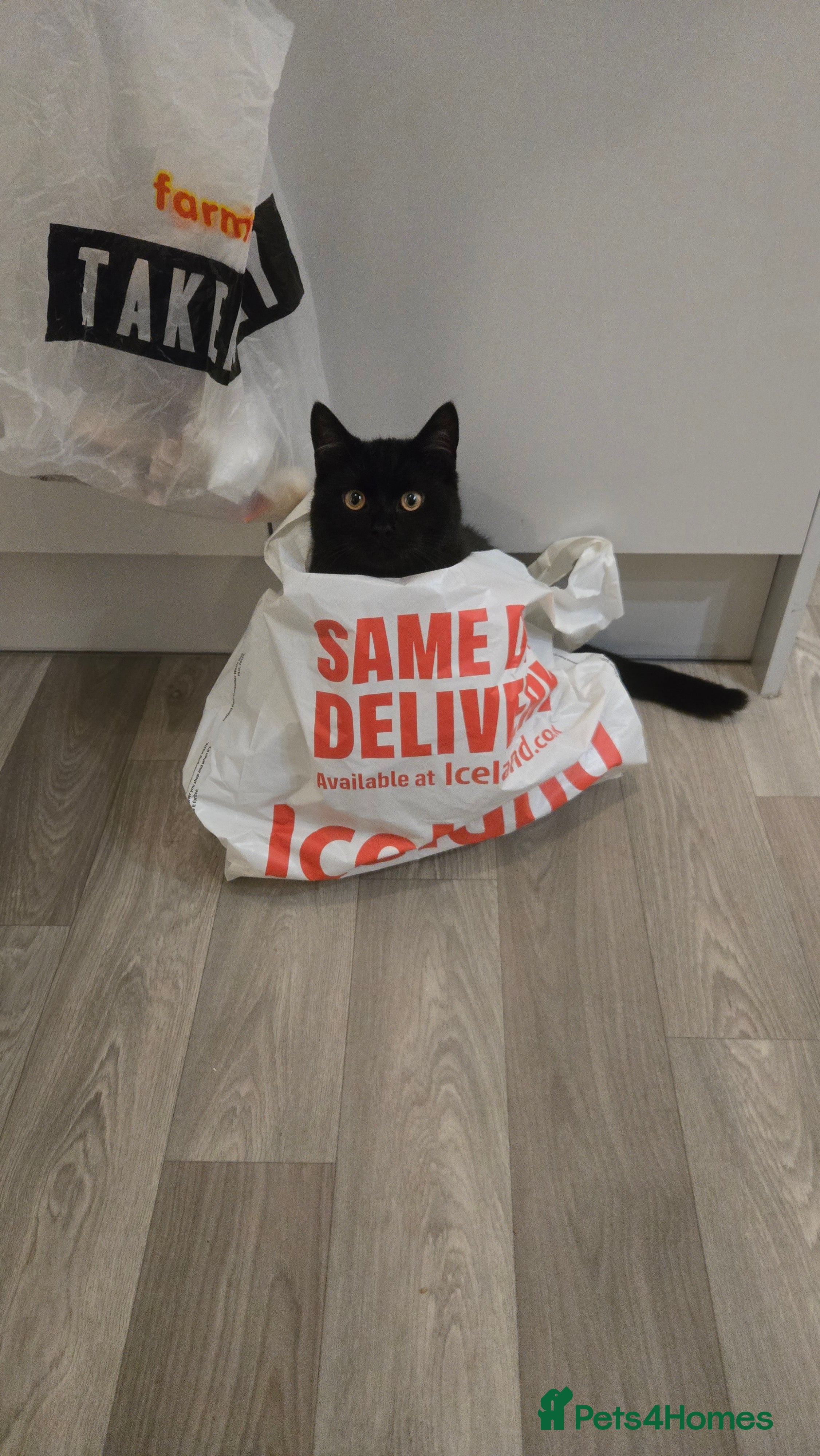 Mixed Breed cats Male approx 1year (may be less) - Advert 1