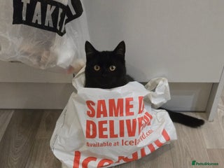 Mixed Breed cats Male approx 1year (may be less) - Advert 1