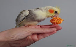 Cockatiels birds for sale: Hand reared silly tame DNA sexed baby cockatiels  - Image 4