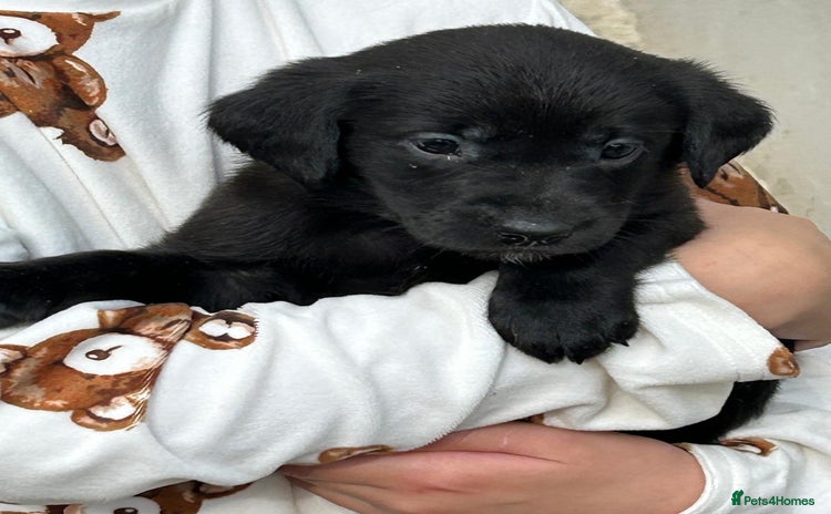 Labrador Retriever dogs - Advert 2