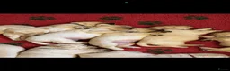 Labrador Retriever dogs for sale: Show bred Labrador puppies (parents health tested) - Advert 8