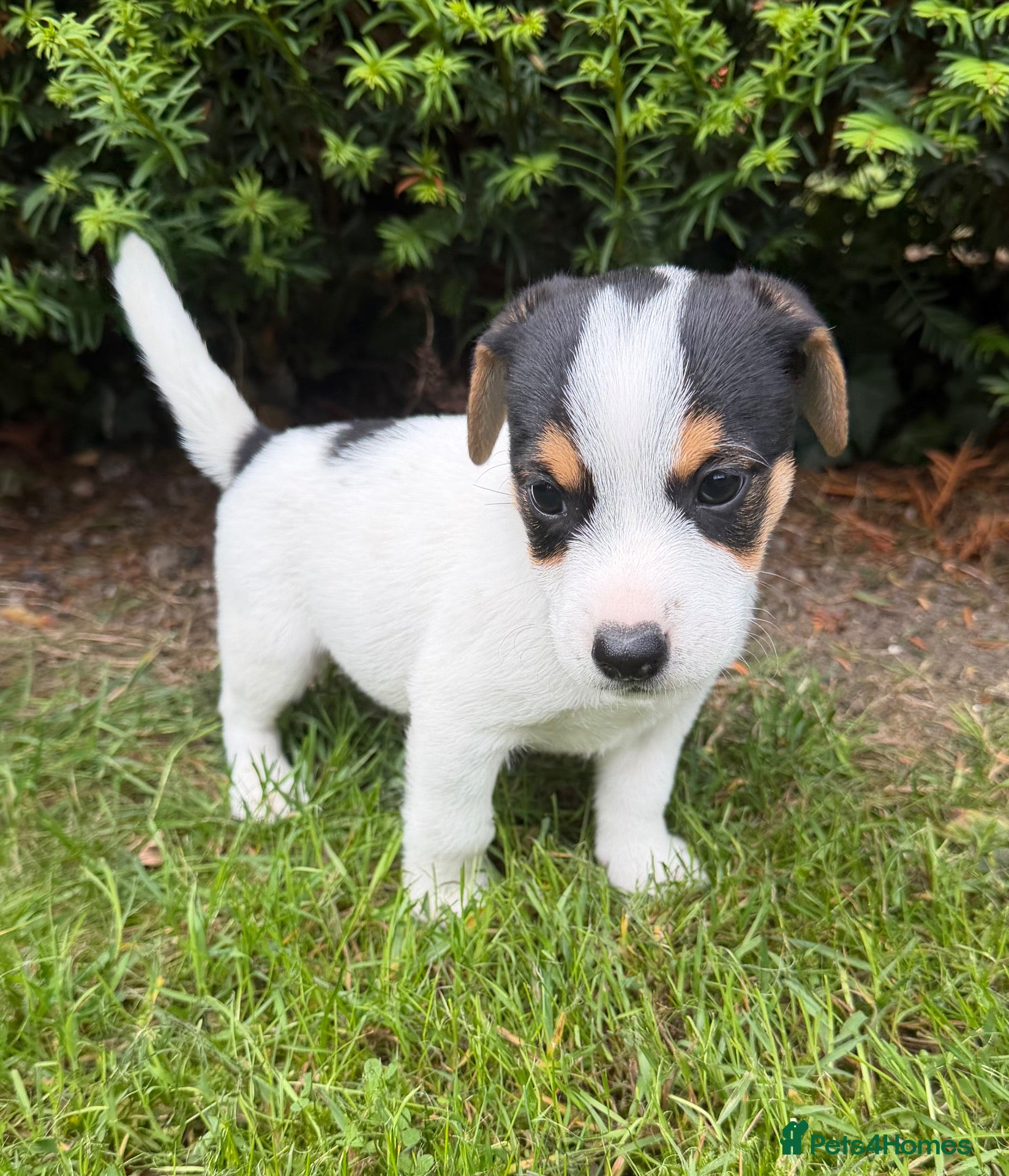 Jack Russell dogs 1 MALE LEFT - Jack Russell puppy  - Advert 1