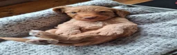 Cockapoo dogs for sale: F1b Cockapoo puppies - Advert 31