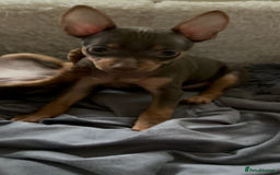 Russian Toy Terrier dogs for sale: For sale KC puppies - Image 20