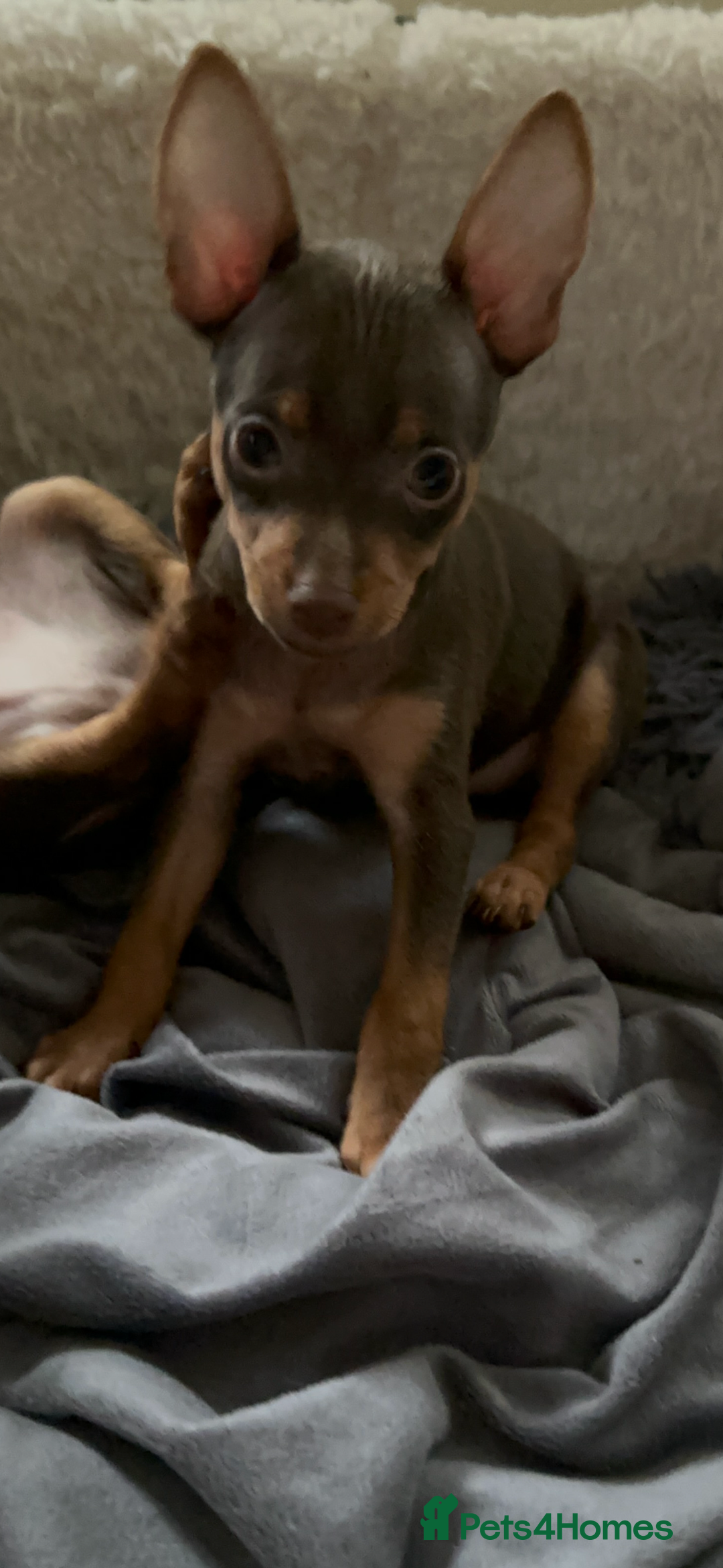 Russian Toy Terrier dogs for sale: For sale KC puppies - Image 20