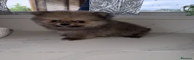 Pomeranian 4