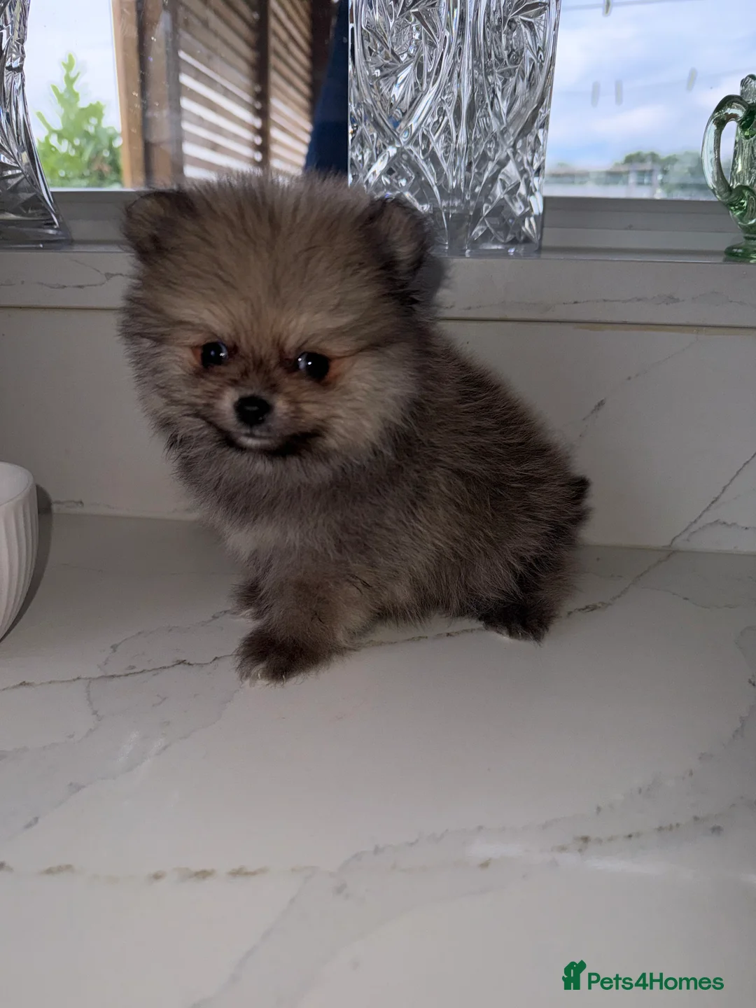 Pomeranian dogs for sale: Tiny Russian Teddy Pomeranians  - Advert 2