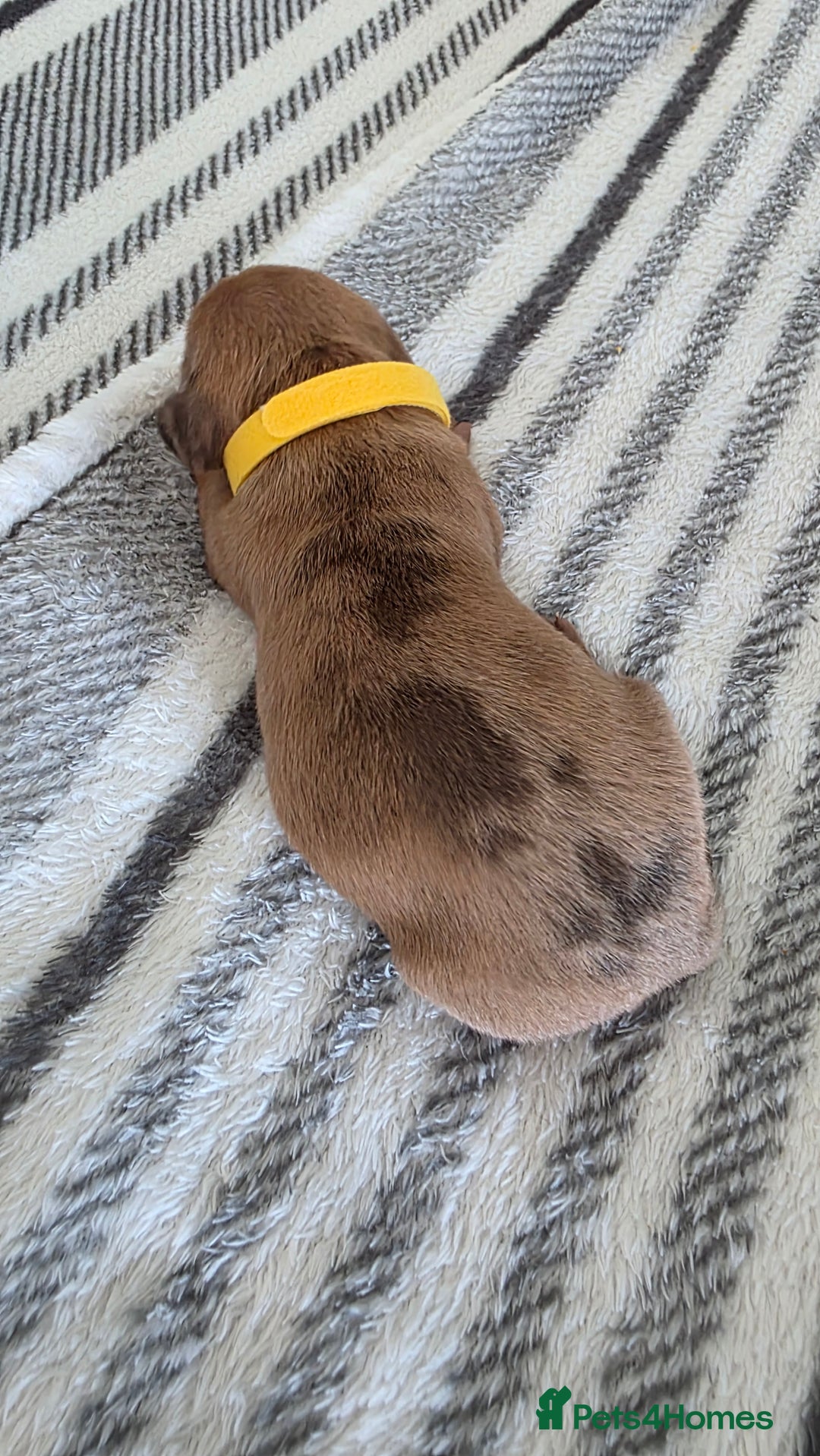 Dachshund dogs for sale: Dachshund tweenies for sale - Image 5