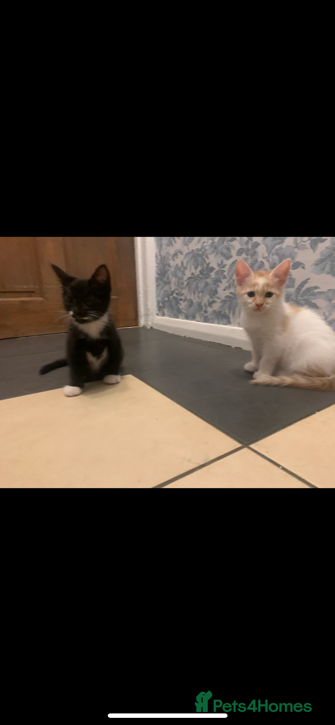 Mixed Breed cats for sale: 5 beautiful kittens ready for their forever home  - Image 23