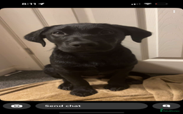 Labrador Retriever dogs for sale: Freddie is looking for his forever home  - Advert 6