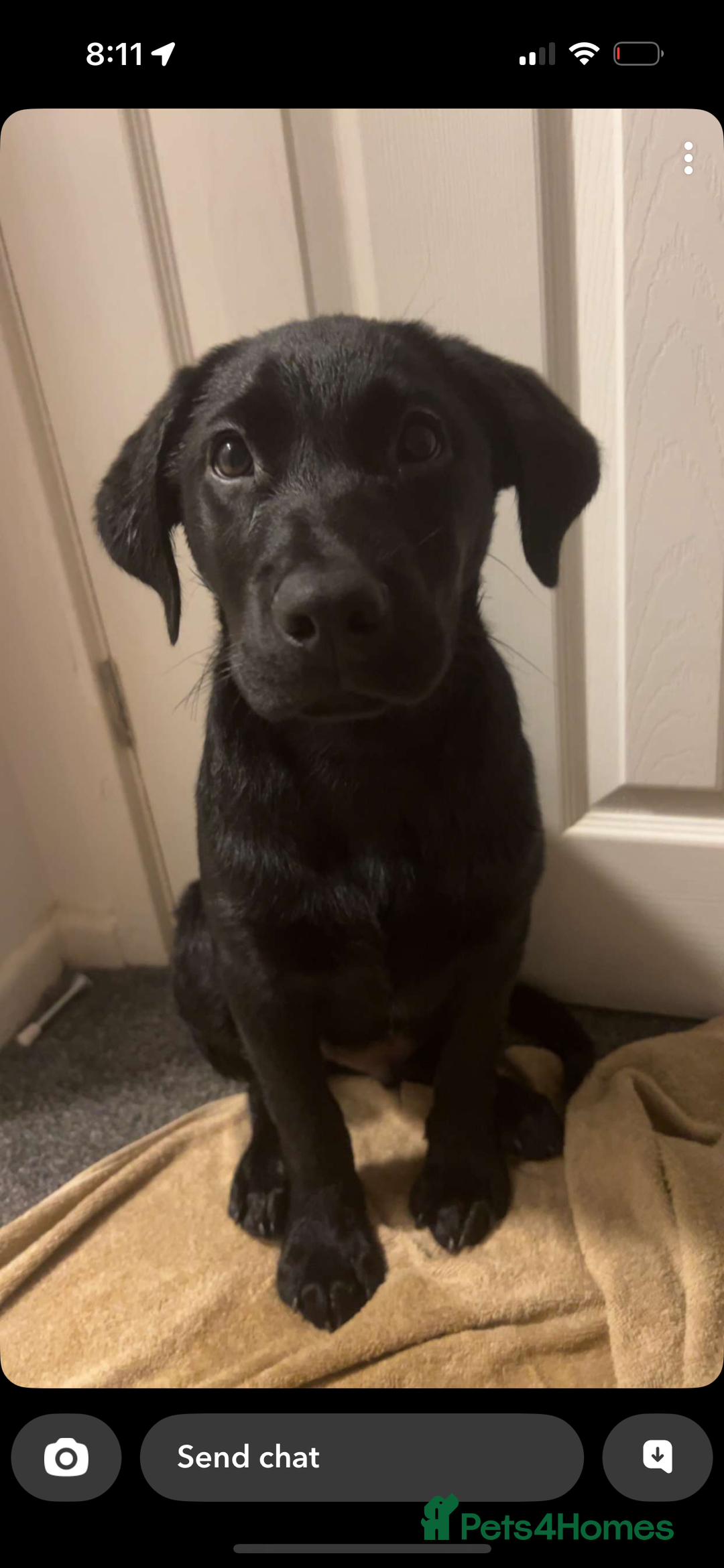 Labrador Retriever dogs for sale: Freddie is looking for his forever home  - Advert 6