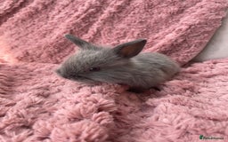 Lionhead rabbits for sale: Lionhead bunnies - Image 4
