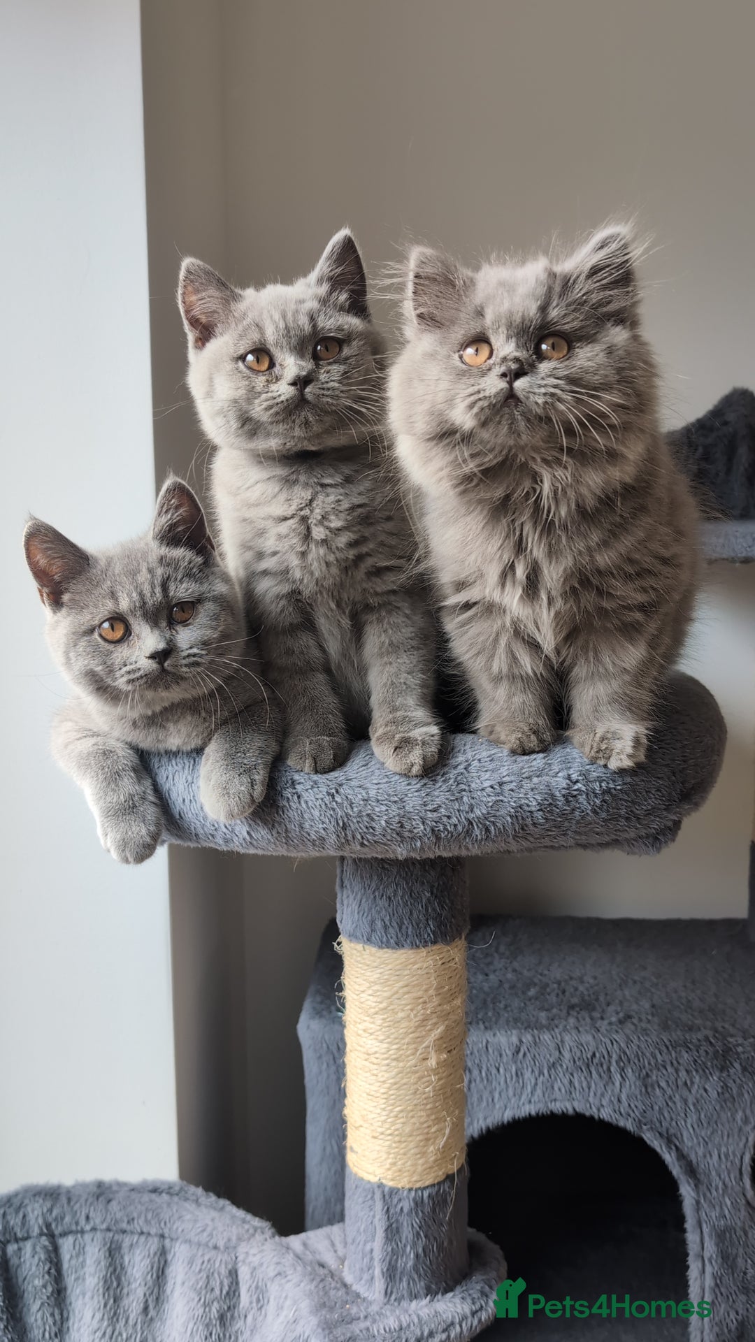 British Shorthair cats for sale: Reduced British Shorthair kittens Ready  - Image 12