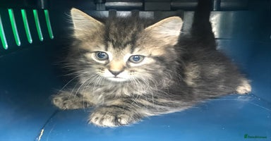 Mixed Breed cats - Advert 16