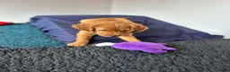 Golden Retriever dogs for sale:  Beautiful red golden retrievers 2 girls  2 boys - Advert 7