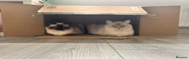 Ragdoll 1