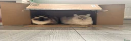 Ragdoll cats for sale: Two ragdoll females. - Advert 2