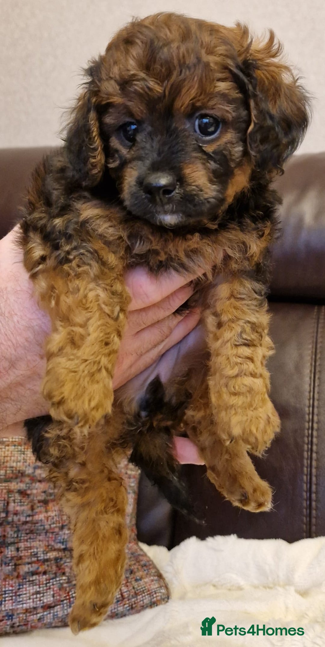 Cavachon dogs for sale: Beautiful Phantom, Sable and Red Cavapoochon Pups - Advert 15