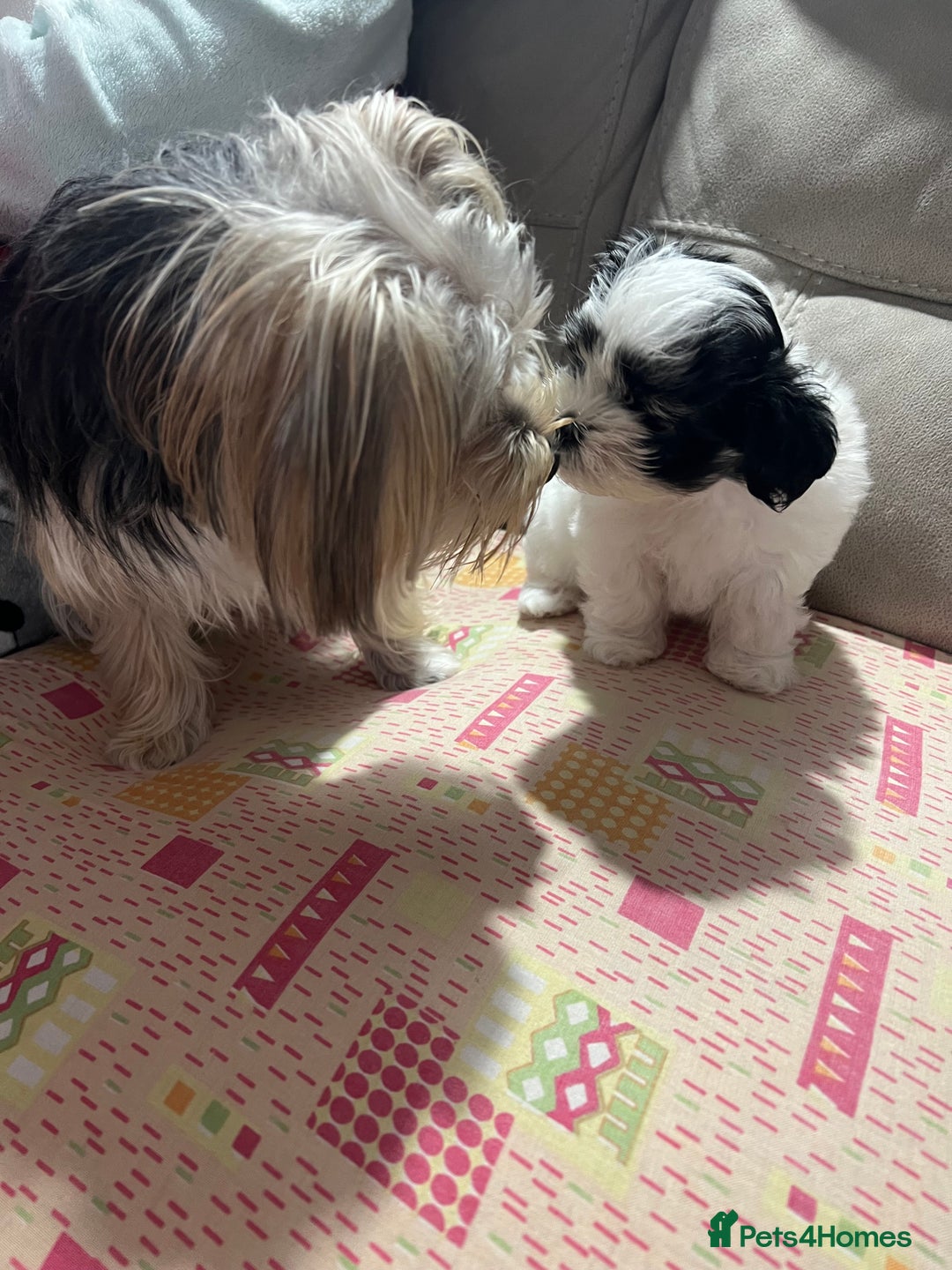Morkie dogs for sale: Adorable Morkie Girl Puppy! - Image 7