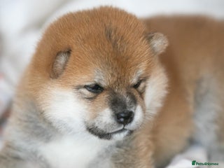 Japanese Shiba Inu dogs “Shiba Inu Puppies – Champion Pedigree, DNA Clear - Advert 2