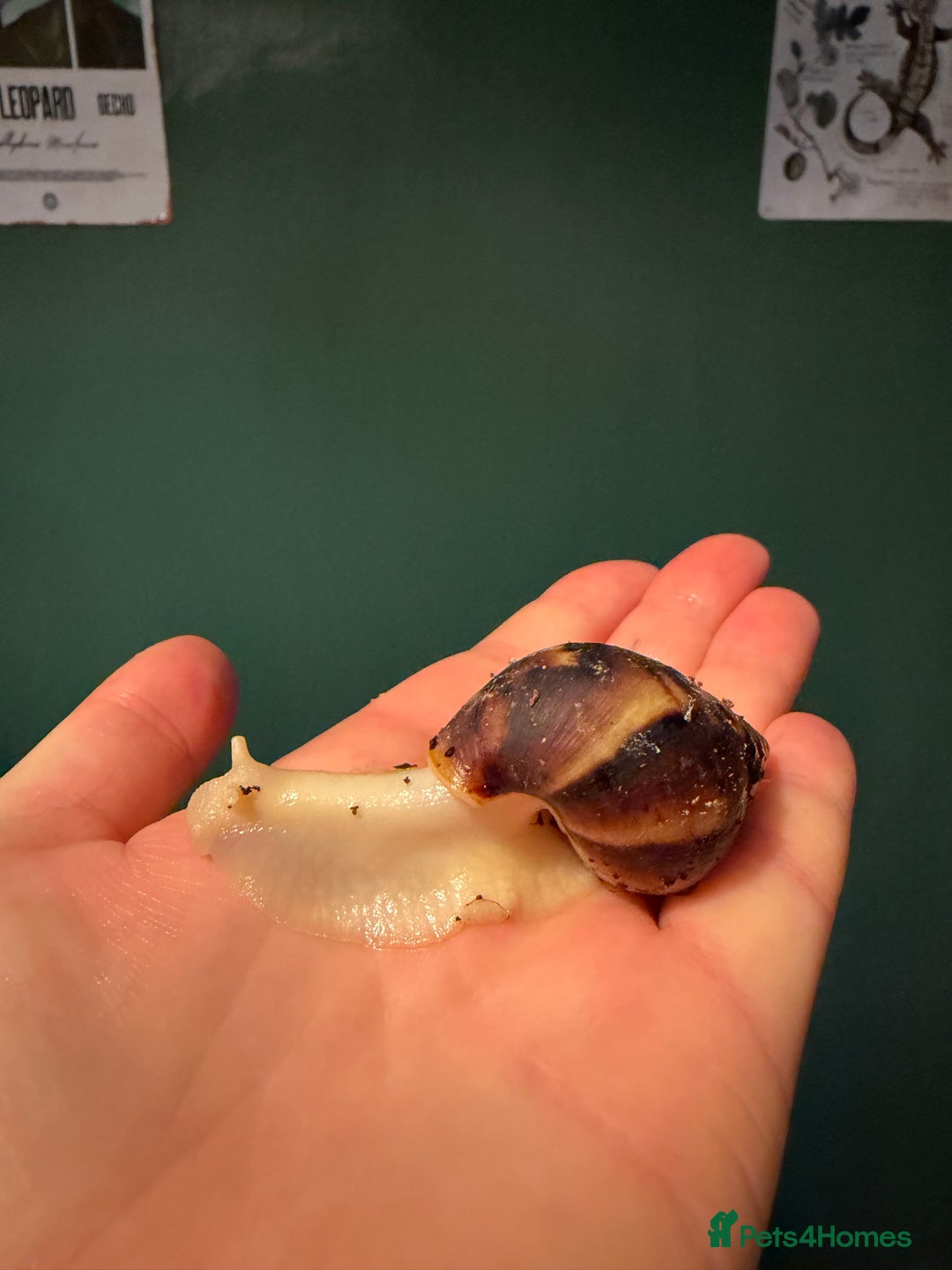 Snails invertebrates for sale: giant african land snails  - Advert 2
