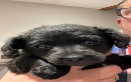 Mixed Breed dogs for sale: 2 jackapoo puppies for sale  - Image 2