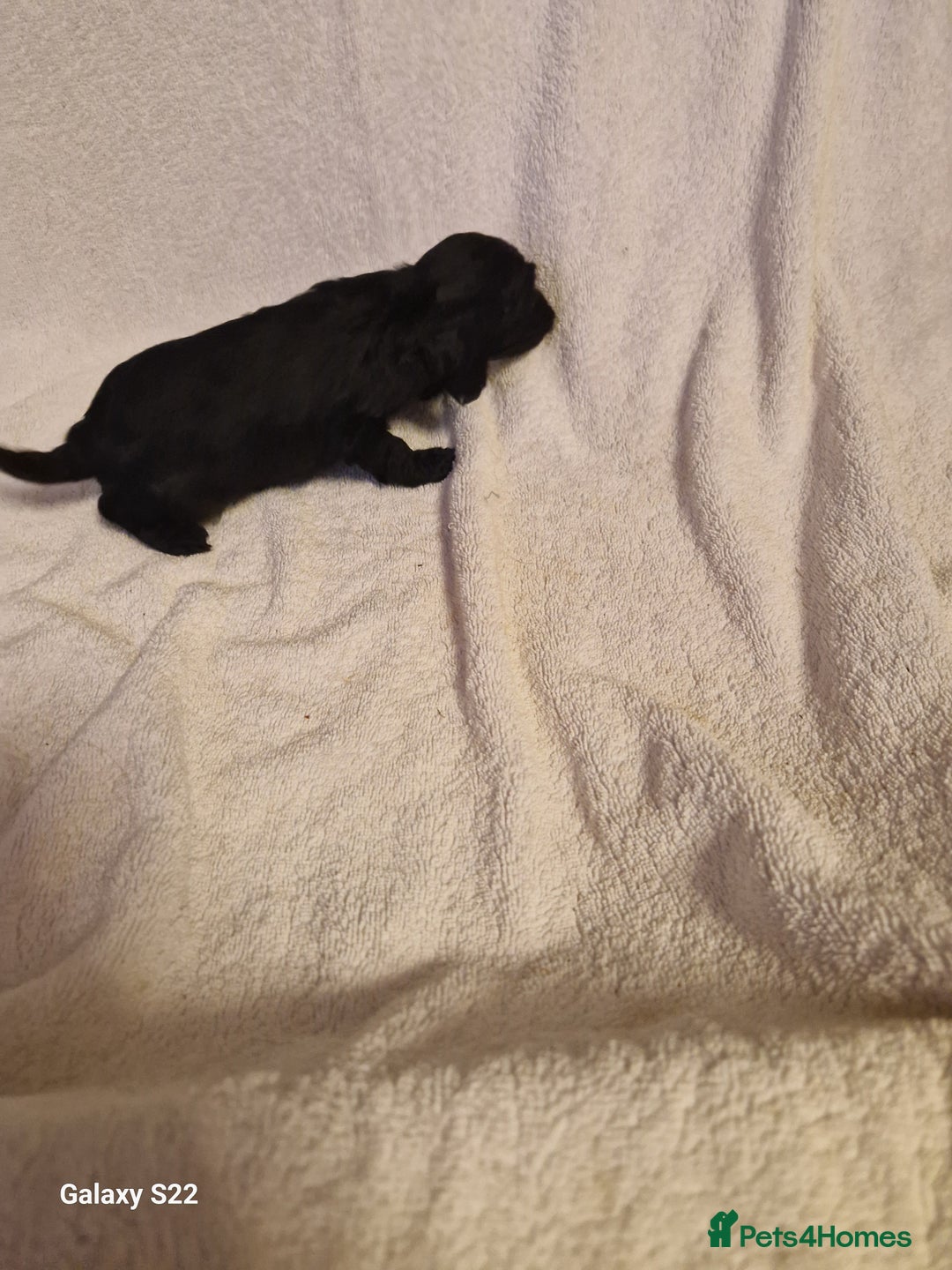 Cavapoo dogs for sale: Fox Red Cavapoo F1 Puppies  - Image 13