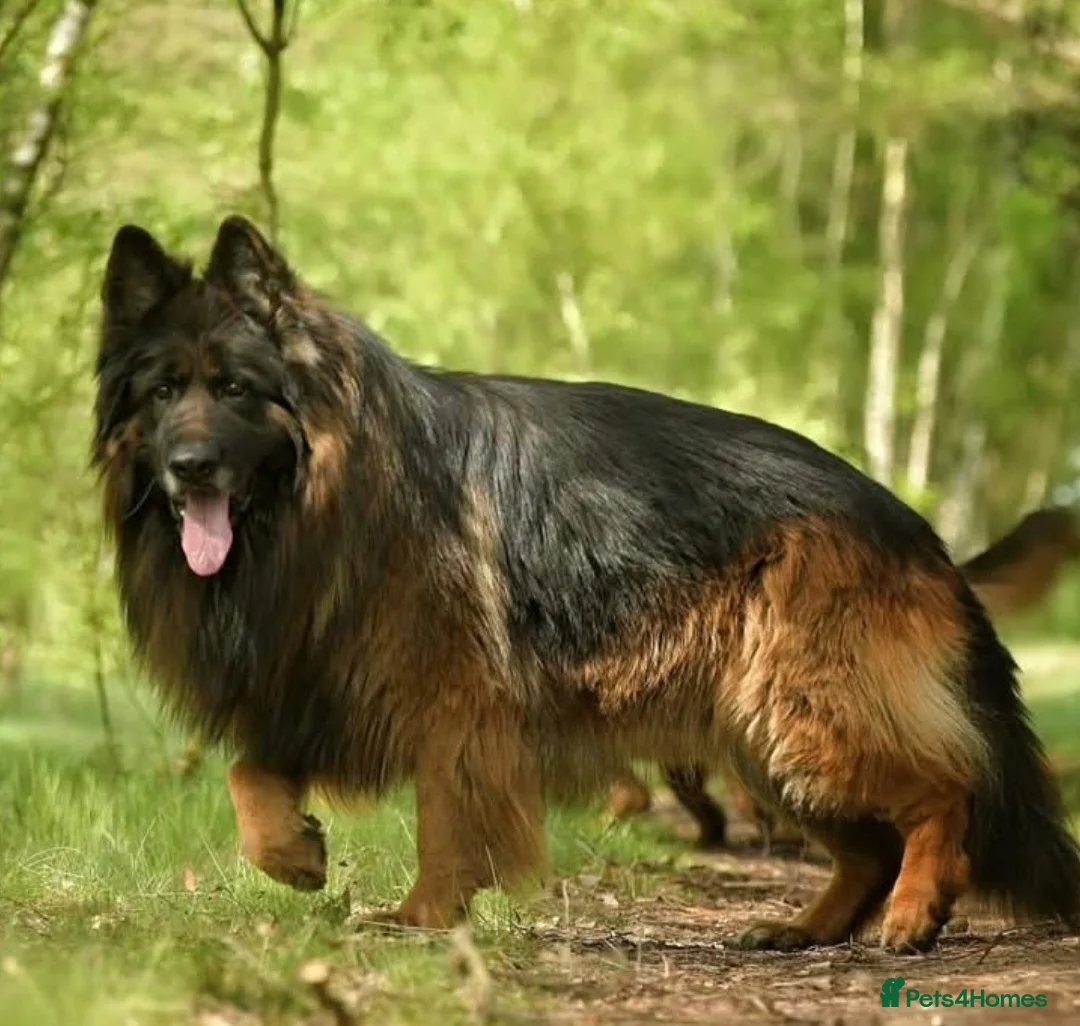 German Shepherd dogs for sale: German shepherd long hair strach back - Advert 4