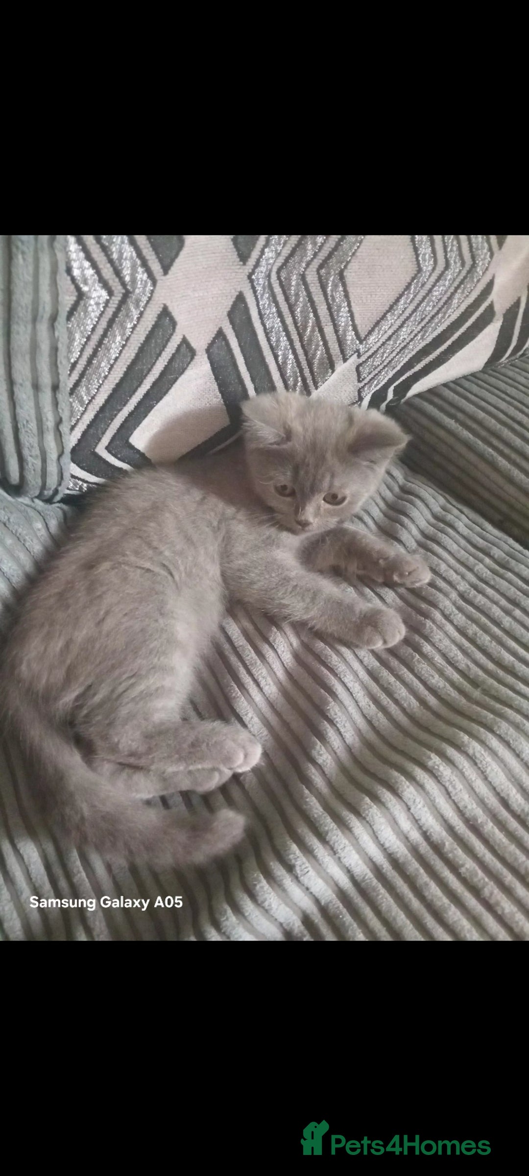 British Shorthair cats for sale: British short-hair kittens - Image 8