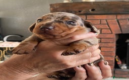 Miniature Dachshund dogs for sale: Smooth Coat Mini Dachshund - Image 8