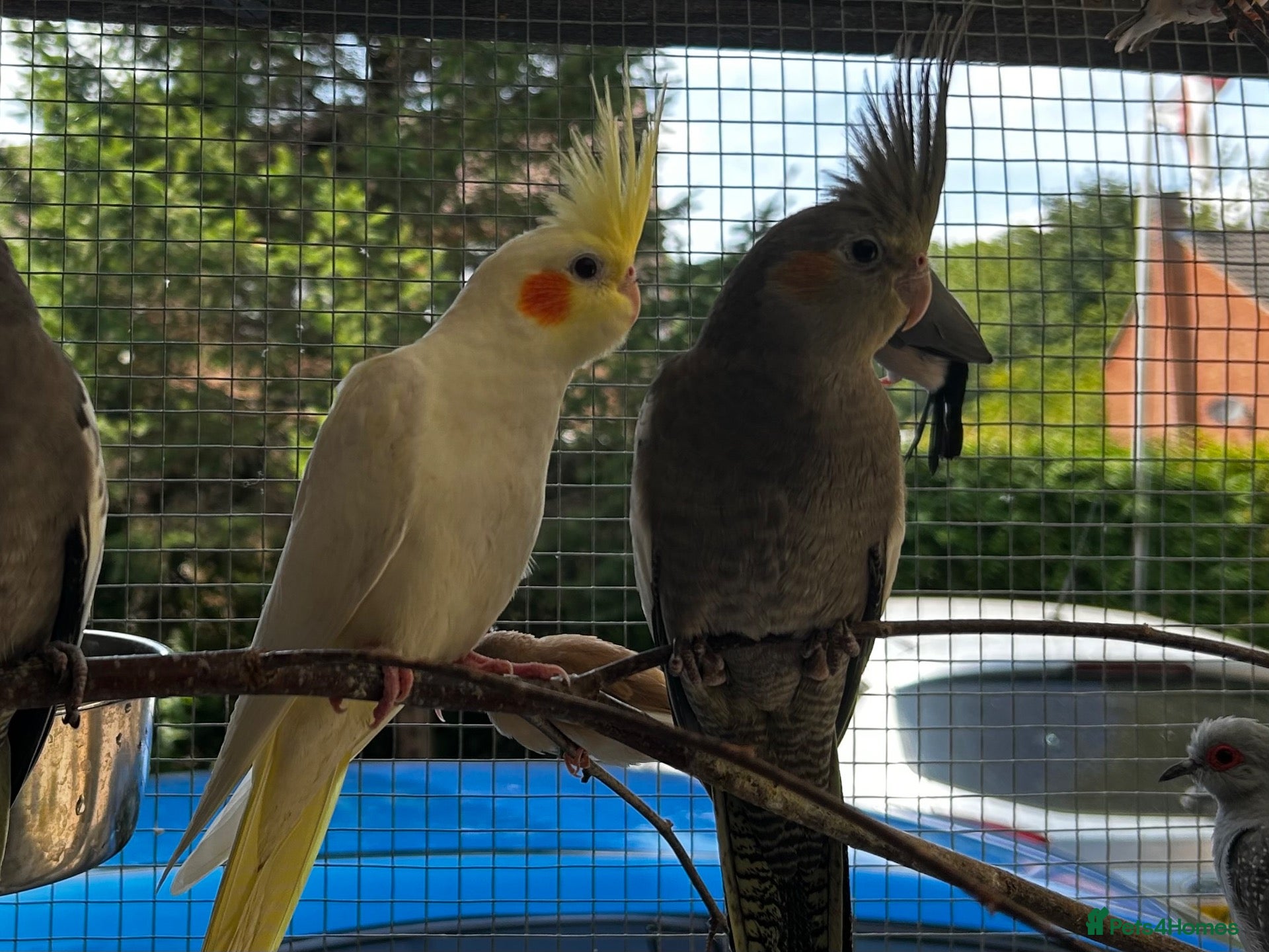 Cockatiels birds Baby Cockatiel’s - Advert 4