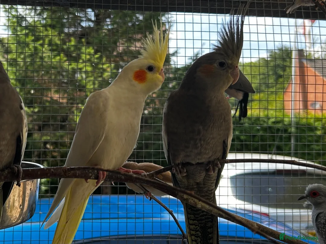 Cockatiels birds for sale: Baby Cockatiel’s in Ilkeston - Advert 1