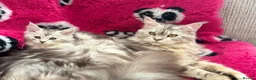 Maine Coon cats for sale: Maine coon kittens ready now pure mainecoon - Advert 5