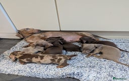 Miniature Dachshund dogs for sale: Miniature dachshund puppies  - Image 13